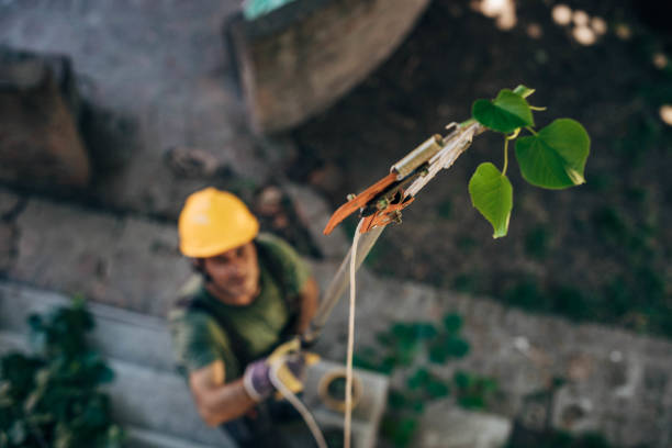 How Our Tree Care Process Works  in Forestbrook, SC